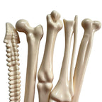 Bone Pen – 5pc